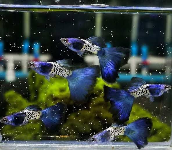 Vu aqua メタルダークブルーテールグッピー 若魚 3トリオ