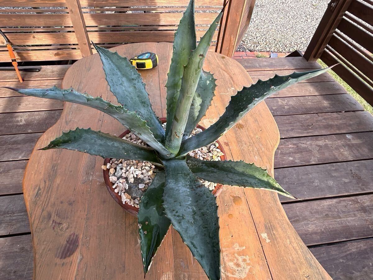 観葉植物 【大株】アガベ アメリカーナ アオノリュウゼツラン