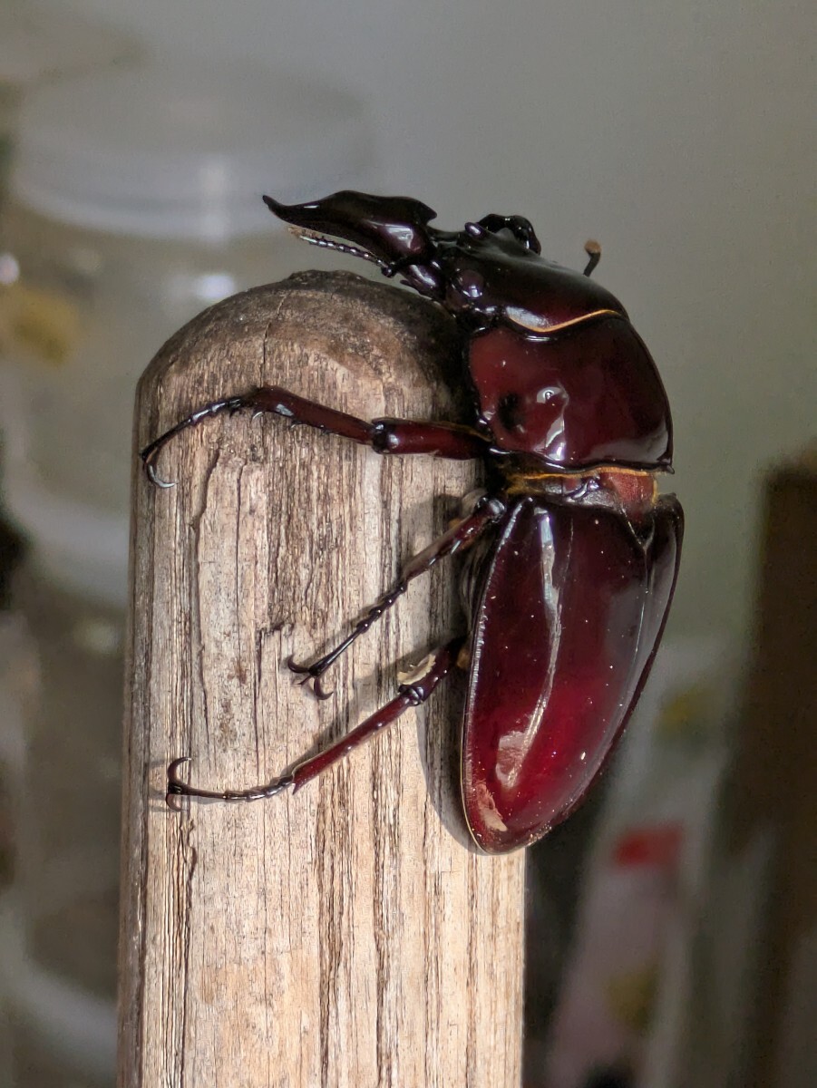 ⁄ くわかぶプラネット レギウスオオツヤクワガタ ペア レギウスオオ 