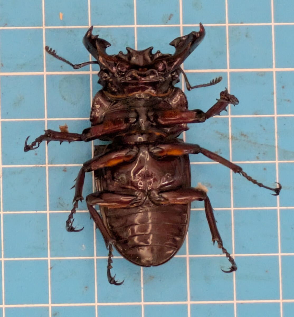 ⁄ くわかぶプラネット レギウスオオツヤクワガタ ペア レギウスオオ 