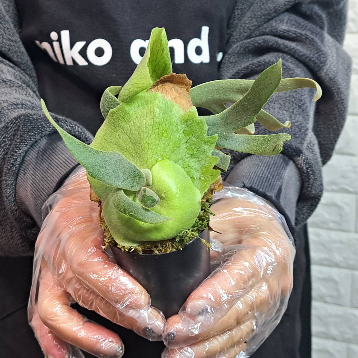 ☆新芽展開中☆199 ビカクシダ 植物☆Platycerium willinckii 'Jade Girl'(プラティケリウム ウィリンキー)sporeling/麋角羊歯