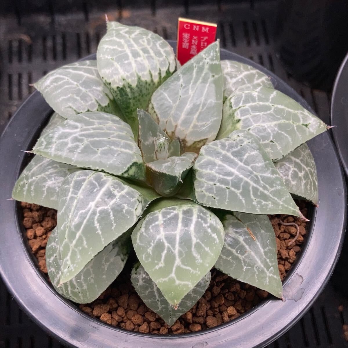 ☆☆水晶コンプト錦＊ハオルチア☆ ハオルチア 多肉植物 - Yahoo!オークション コンプト水晶101×102 公式