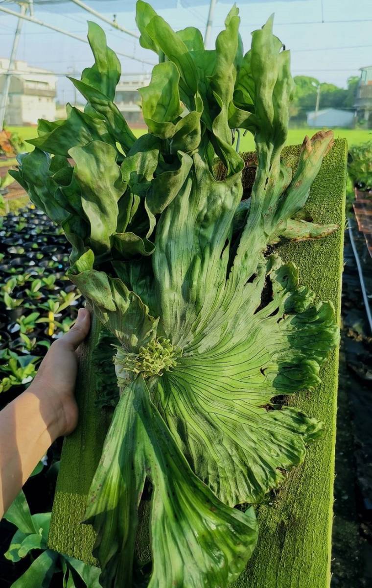 P.wandae ワンダエ ビカクシダ コウモリラン 【vandaka 】 園芸ネット