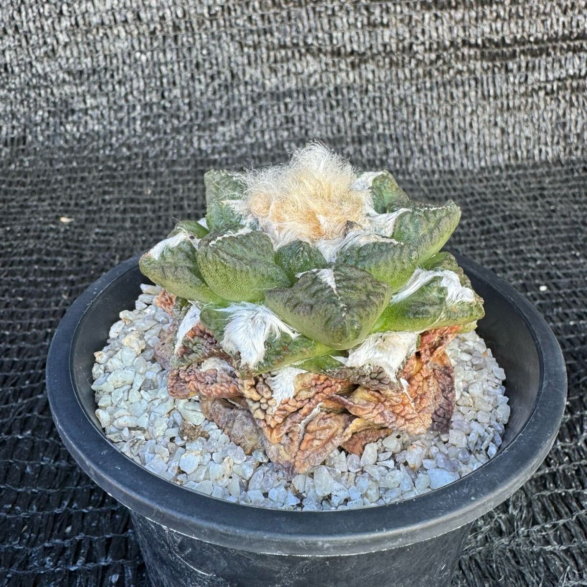 実生 亀甲牡丹 サボテン - 多肉植物 （3） 実生して四年経った牡丹類