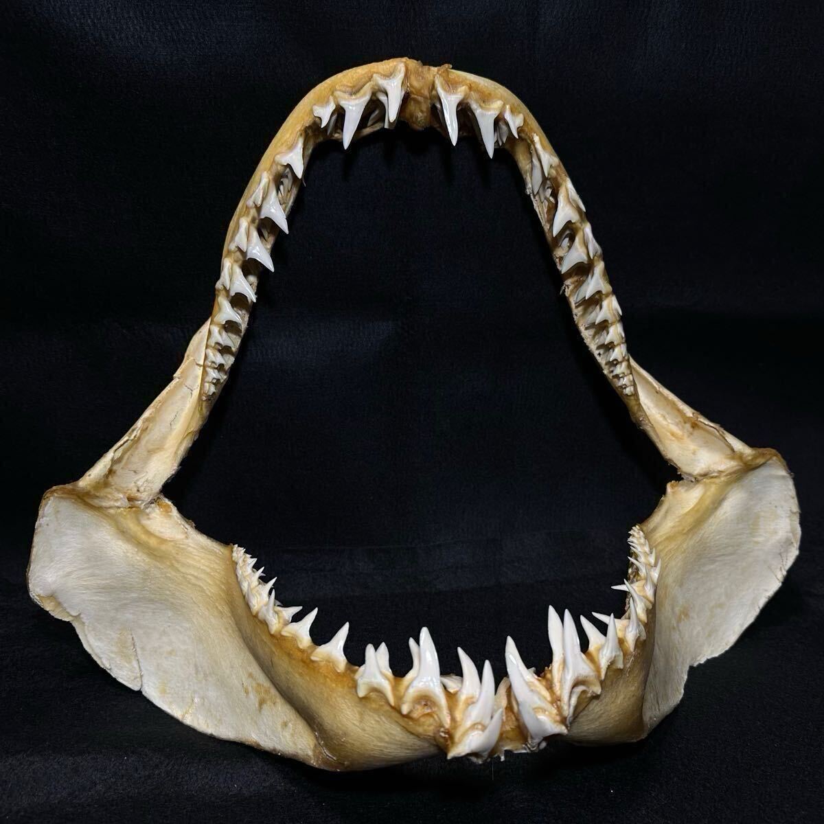 歯 鮫 標本 サメ サメの顎 オンラインショップ Tribal : サメの種類と