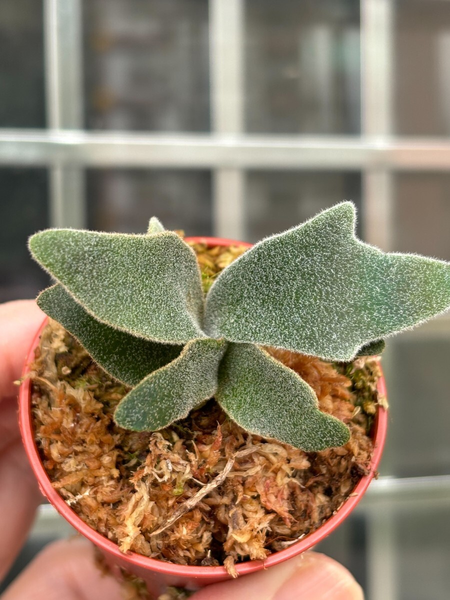 100%新品，得価 E97 ，P.Willinckii Bacteria sporeling(ビカクシダ、コウモリラン)｜売買されたオークション情報、yahooの商品情報をアーカイブ公開 - オークファン ビカクシダ、コウモリラン