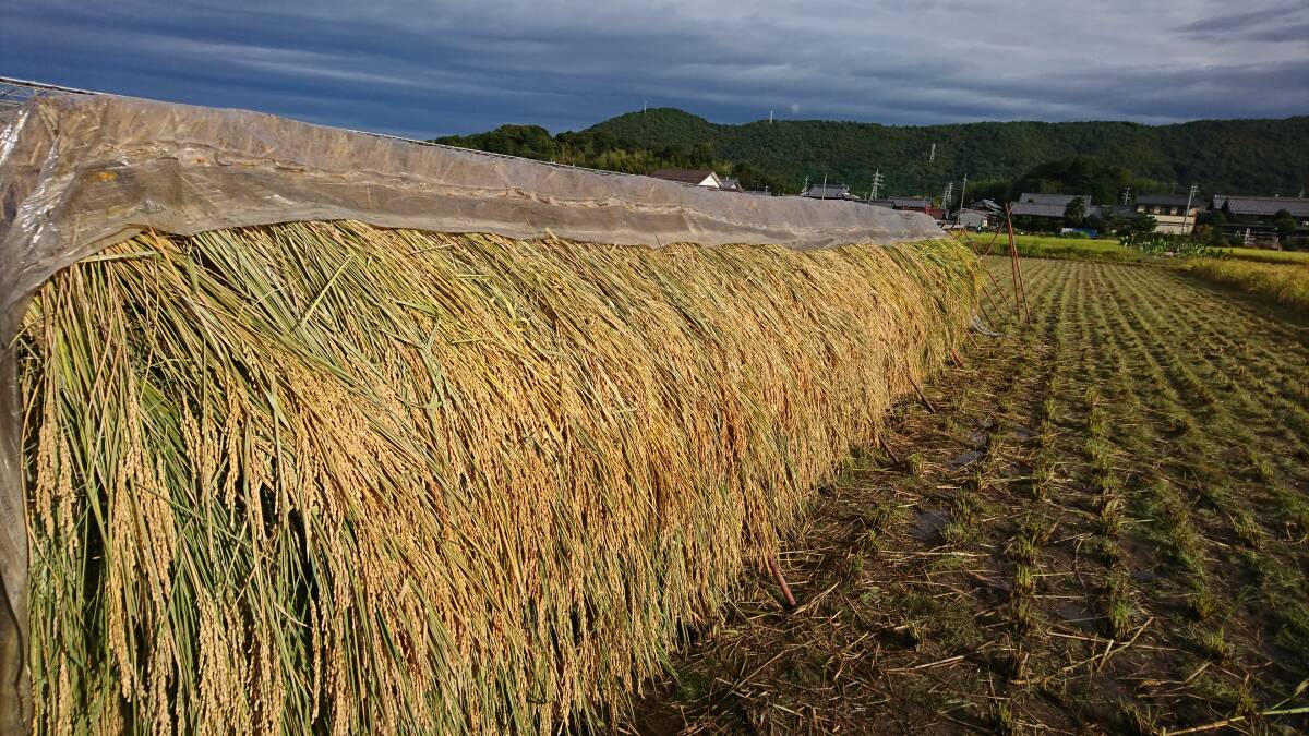 令和6年産 二ホンマサリ 自然栽培天日干し熟成乾燥 寒中長期氷温熟成 