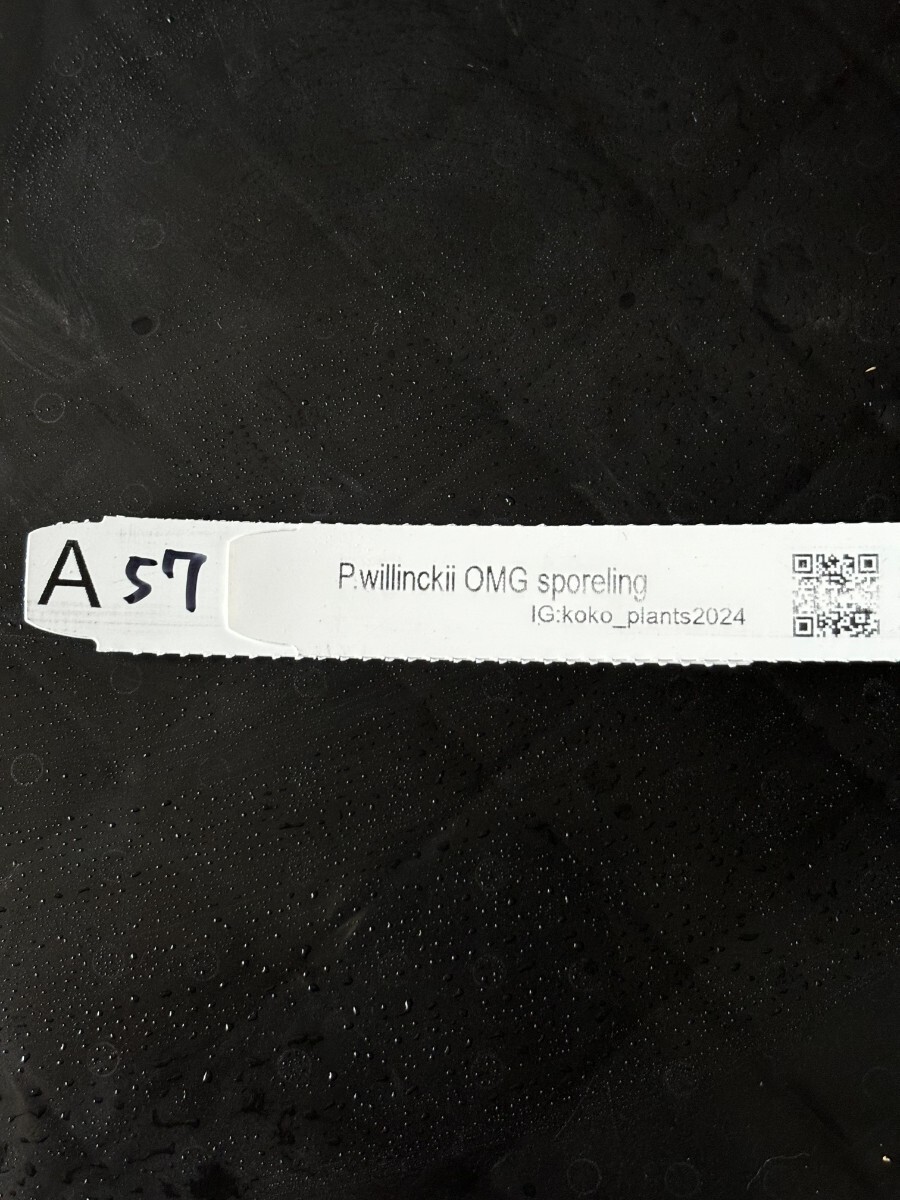 A57 P.Willinckii O.M.G sporeling