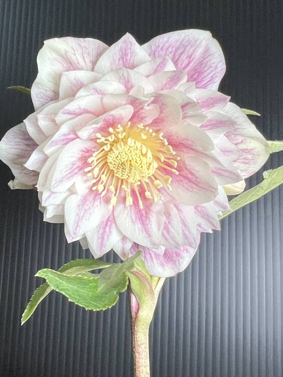 441◎最新交配 多弁 ホワイトゴールド系 バイカラー ダブル 開花株