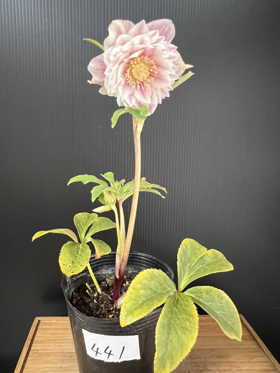 441◎最新交配 多弁 ホワイトゴールド系 バイカラー ダブル 開花株