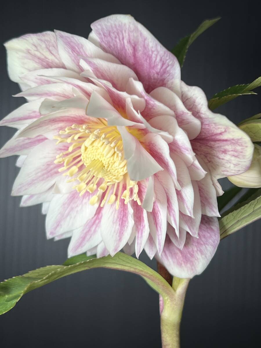 441◎最新交配 多弁 ホワイトゴールド系 バイカラー ダブル 開花株