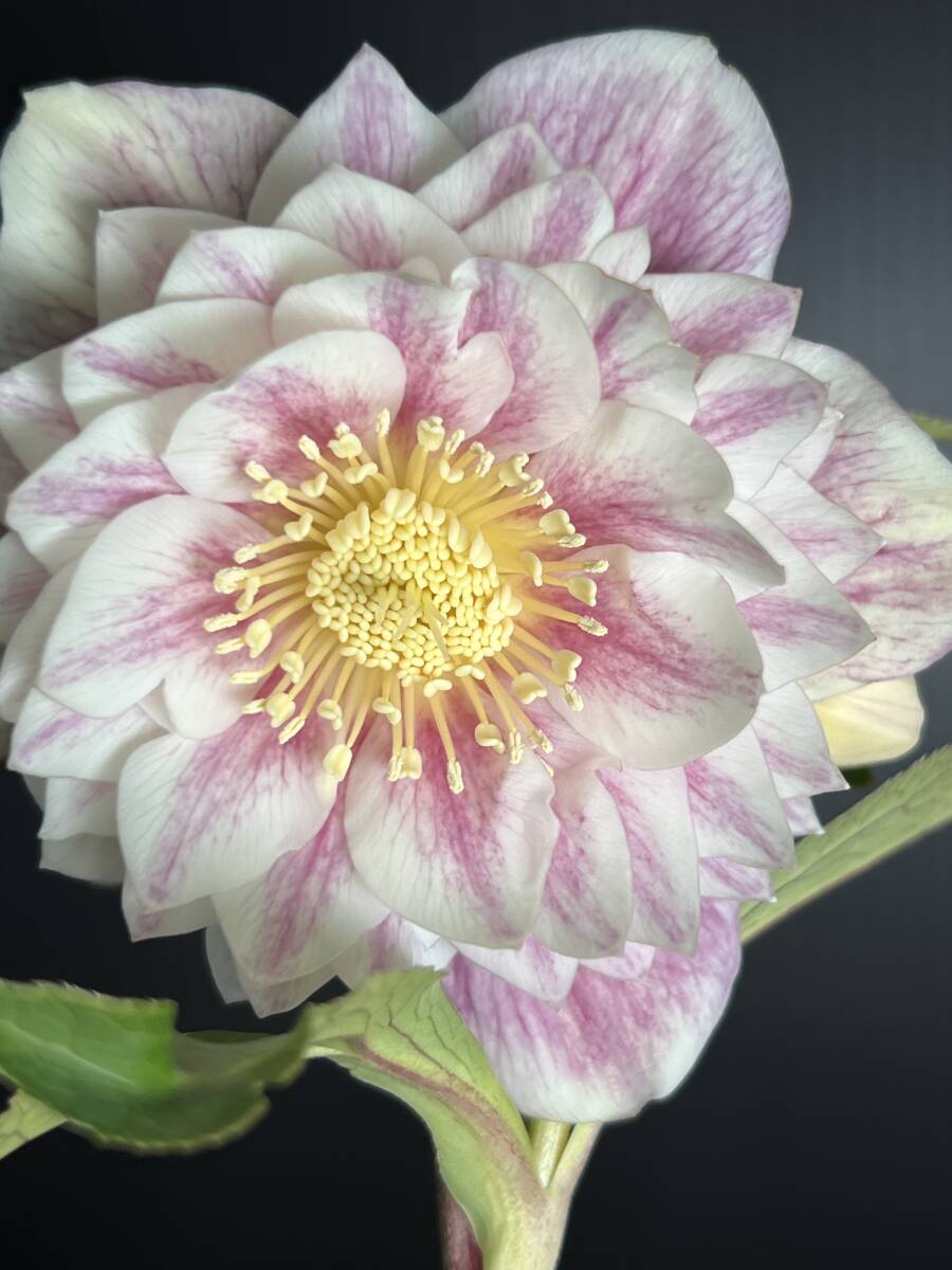 441◎最新交配 多弁 ホワイトゴールド系 バイカラー ダブル 開花株