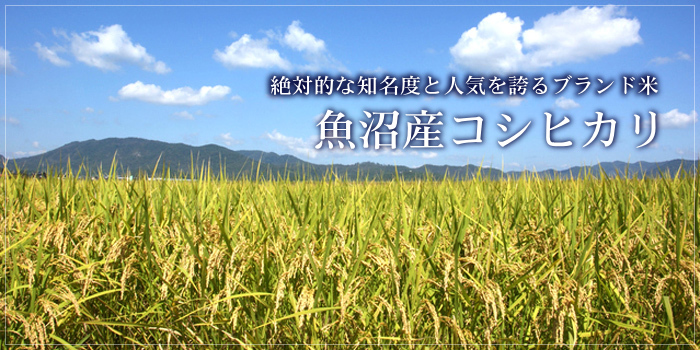 令和6年産 新米　新潟県南魚沼産 （天日干し米）コシヒカリ 一等米 30キロ 玄米　有機栽培　鴨放飼い減農薬栽培　_2
