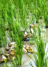 令和6年産 新米　新潟県南魚沼産 （天日干し米）コシヒカリ 一等米 30キロ 玄米　有機栽培　鴨放飼い減農薬栽培　_6