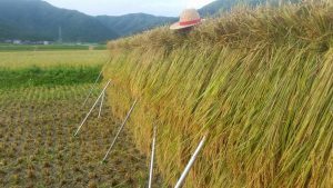 令和6年産 新米　新潟県南魚沼産 （天日干し米）コシヒカリ 一等米 30キロ 玄米　有機栽培　鴨放飼い減農薬栽培　_9
