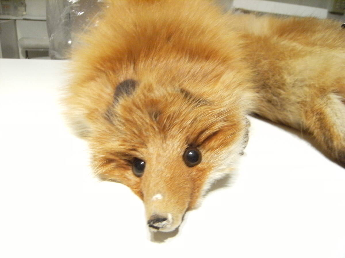 廃番☆昭和レトロ☆80年代☆フォックス ファー キツネ きつね 狐 襟