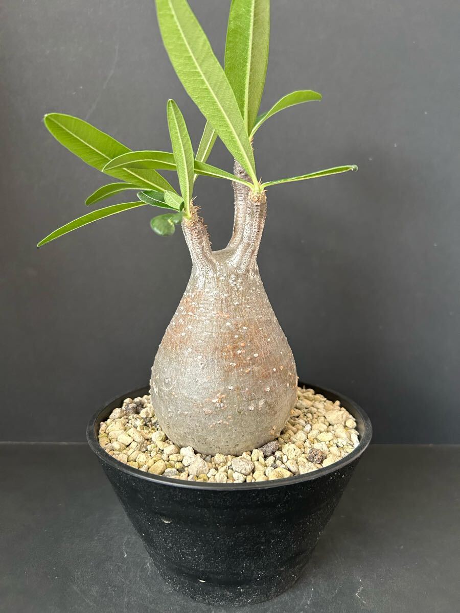 パキポディウム グラキリス_1