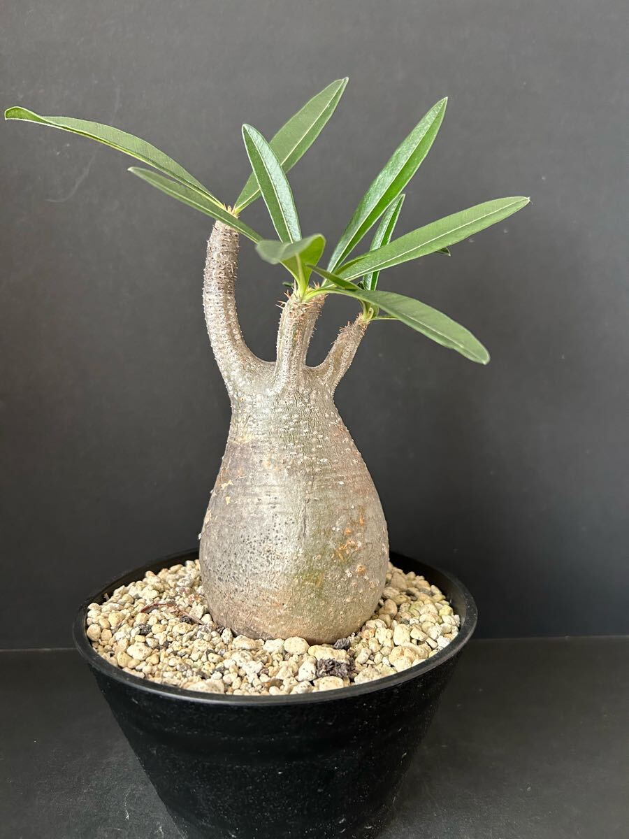 パキポディウム グラキリス_2