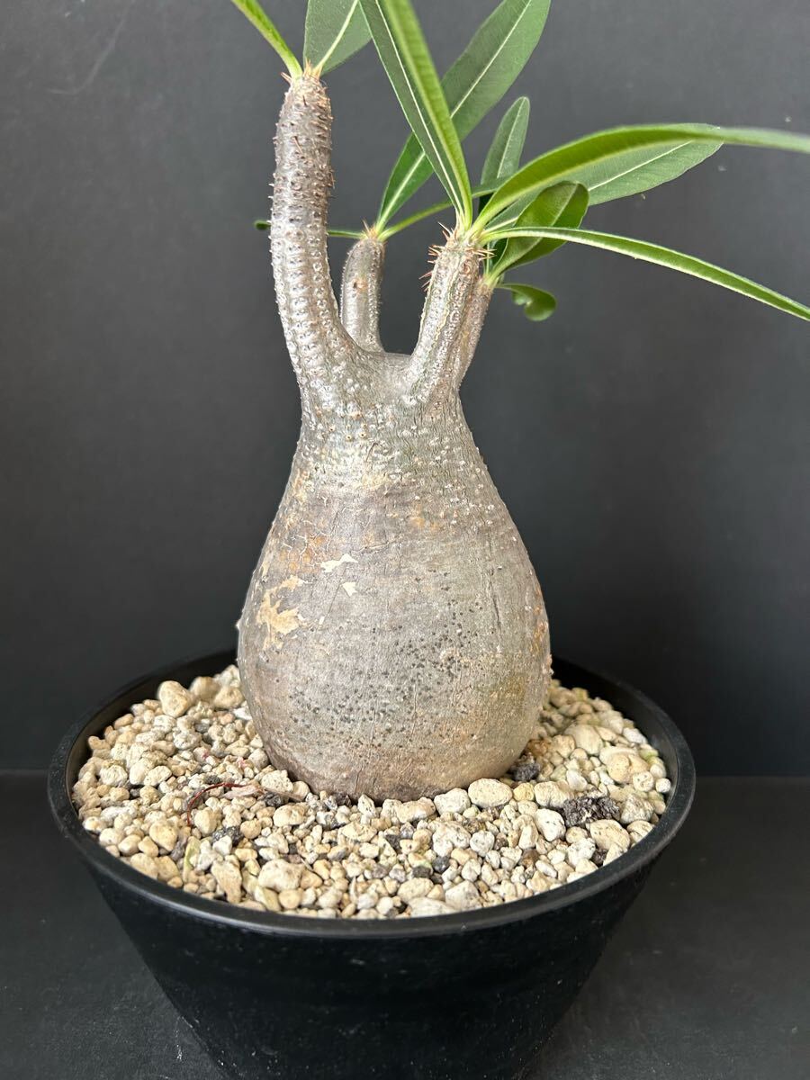 パキポディウム グラキリス_3