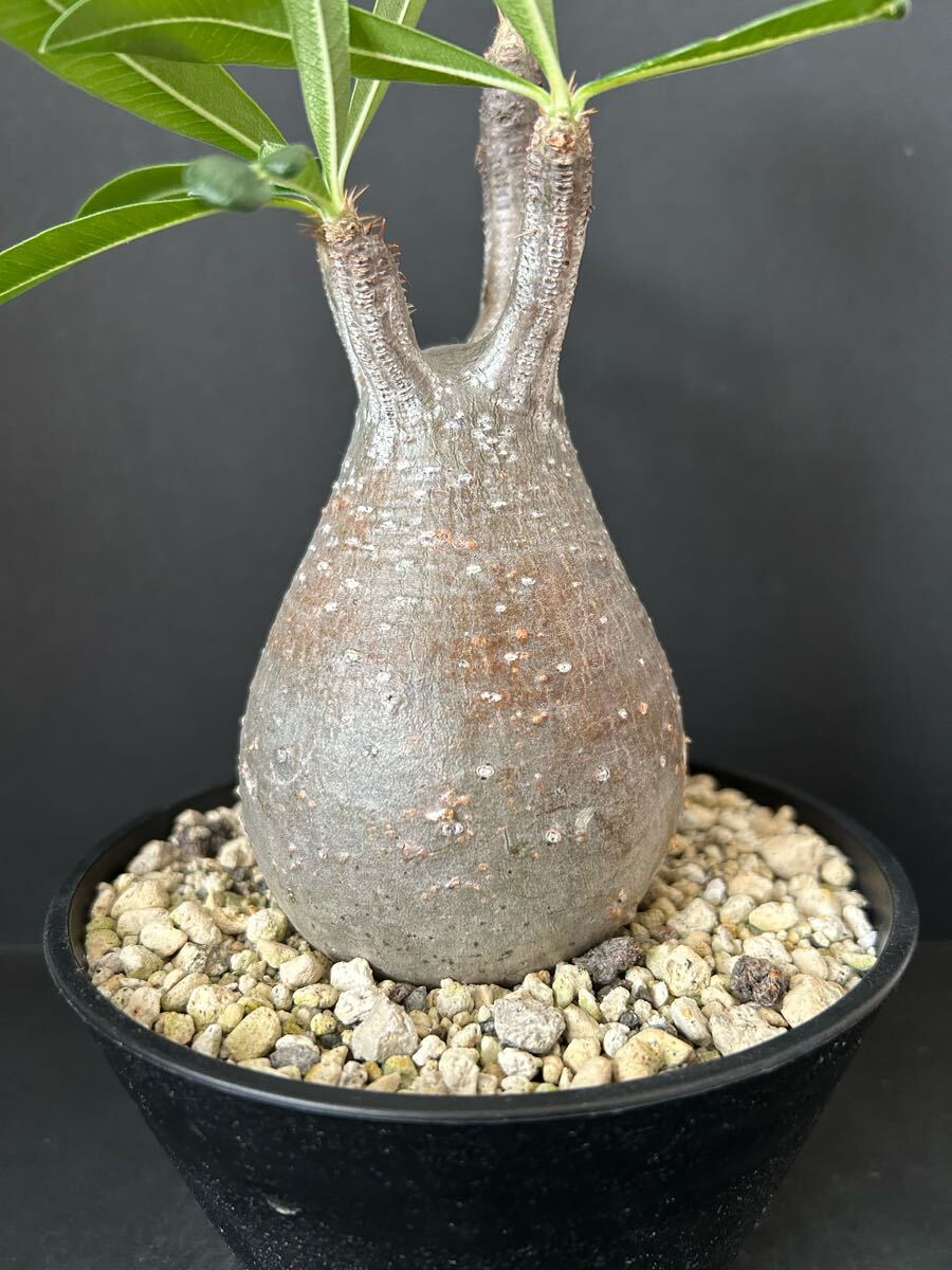 パキポディウム グラキリス_4