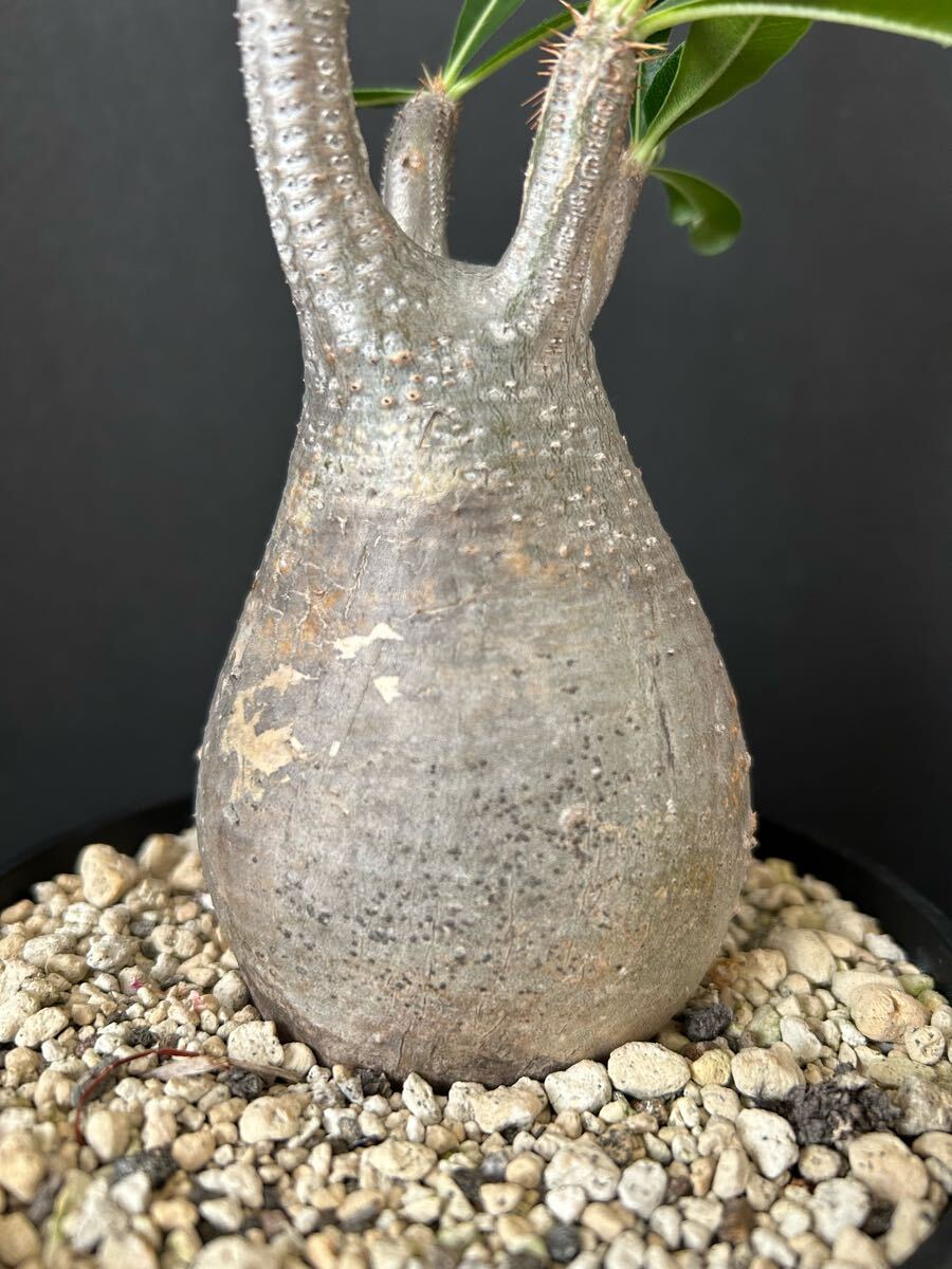 パキポディウム グラキリス_5