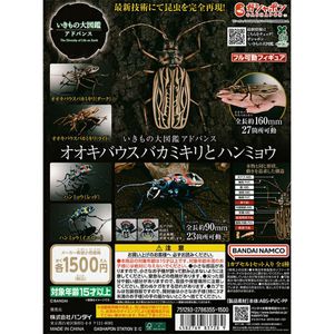 ウスバカミキリの値段と価格推移は？｜76件の売買データからウスバ
