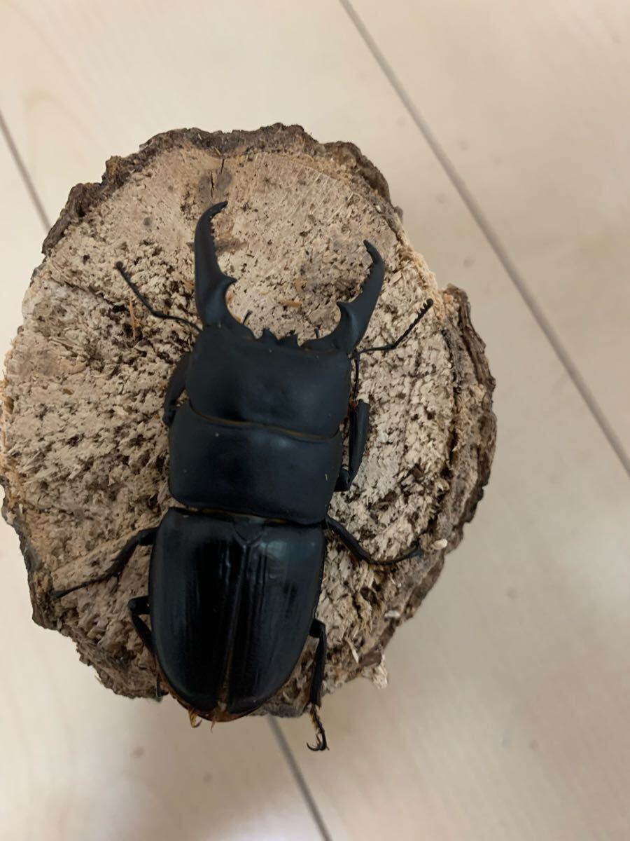 ♂67㍉×♀38㍉　福岡県産ヒラタクワガタペア_1