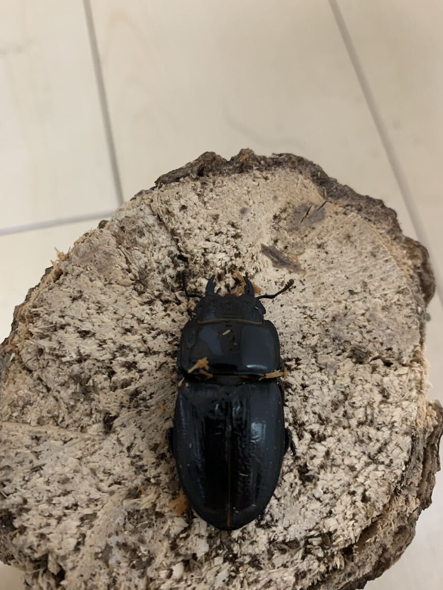 ♂67㍉×♀38㍉　福岡県産ヒラタクワガタペア_3