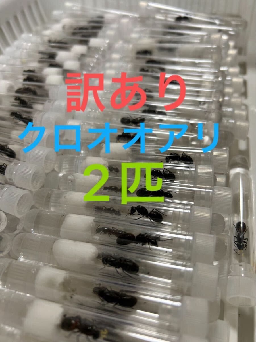 ▼訳あり説明欄必読▼2匹クロオオアリ 女王蟻 2025年 新女王 卵 幼虫 繭_1