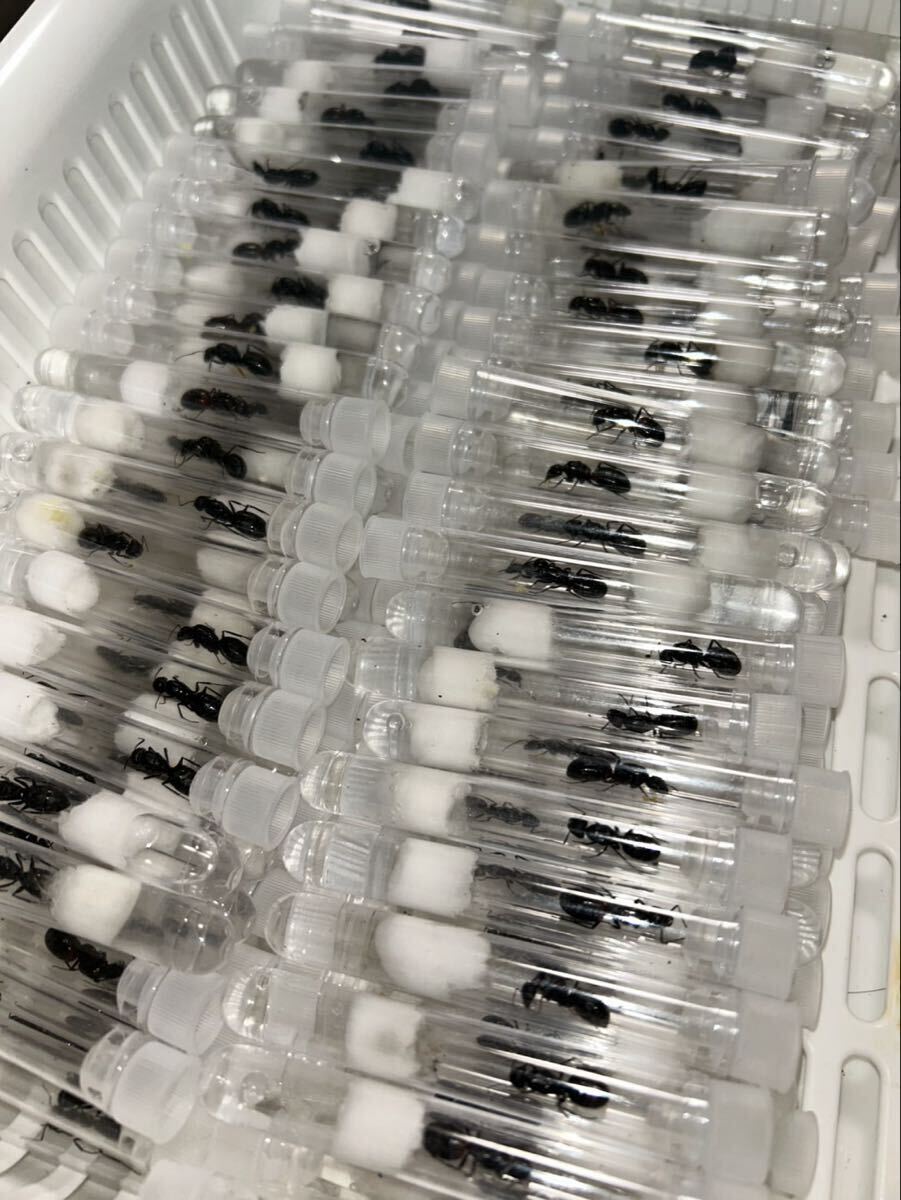 ▼訳あり説明欄必読▼2匹クロオオアリ 女王蟻 2025年 新女王 卵 幼虫 繭_2