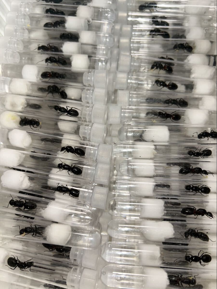 ▼訳あり説明欄必読▼2匹クロオオアリ 女王蟻 2025年 新女王 卵 幼虫 繭_3