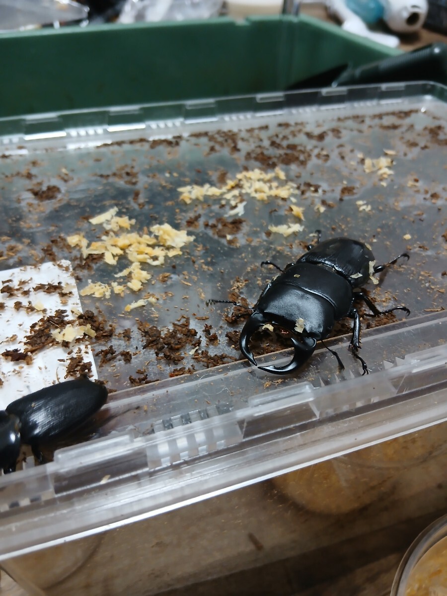 パリーオオクワガタ　ペア_1