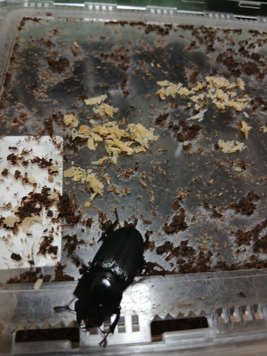 パリーオオクワガタ　ペア_3