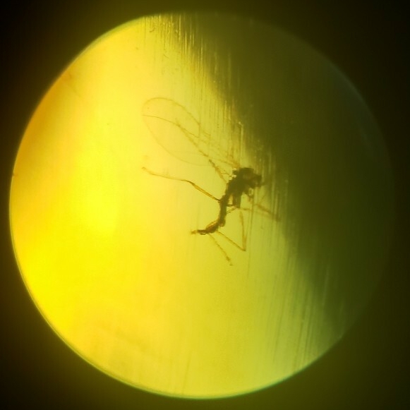 虫入り琥珀 ビルマ琥珀 ミャンマー産 コハク 白亜紀 昆虫 アンバー 標本 No.37_1