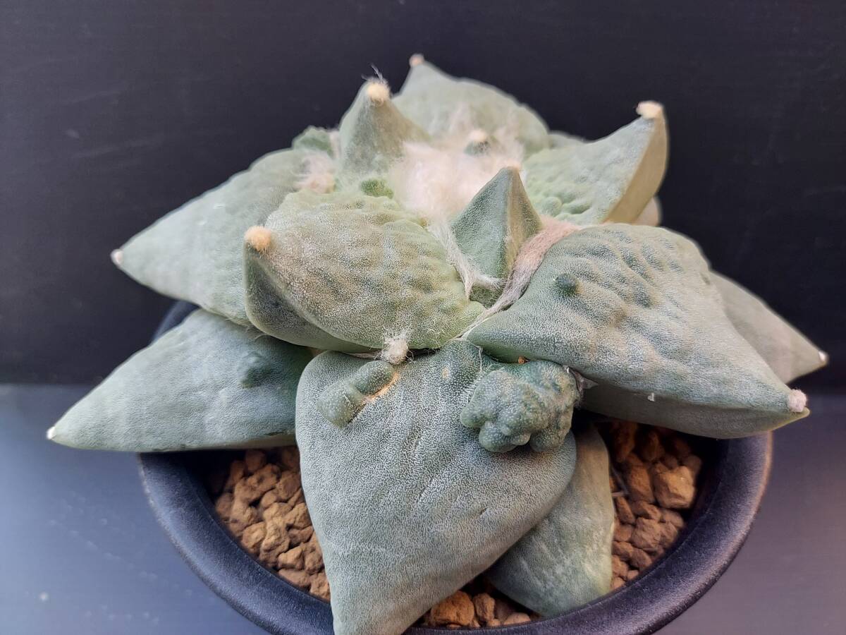 花牡丹　１　　　サボテン_2