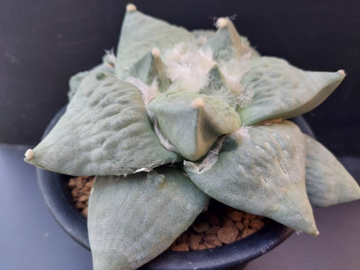 花牡丹　１　　　サボテン_3