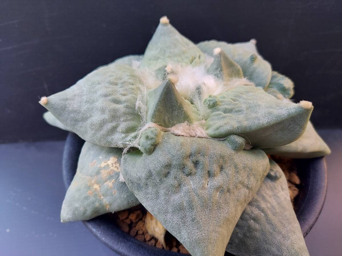 花牡丹　１　　　サボテン_4