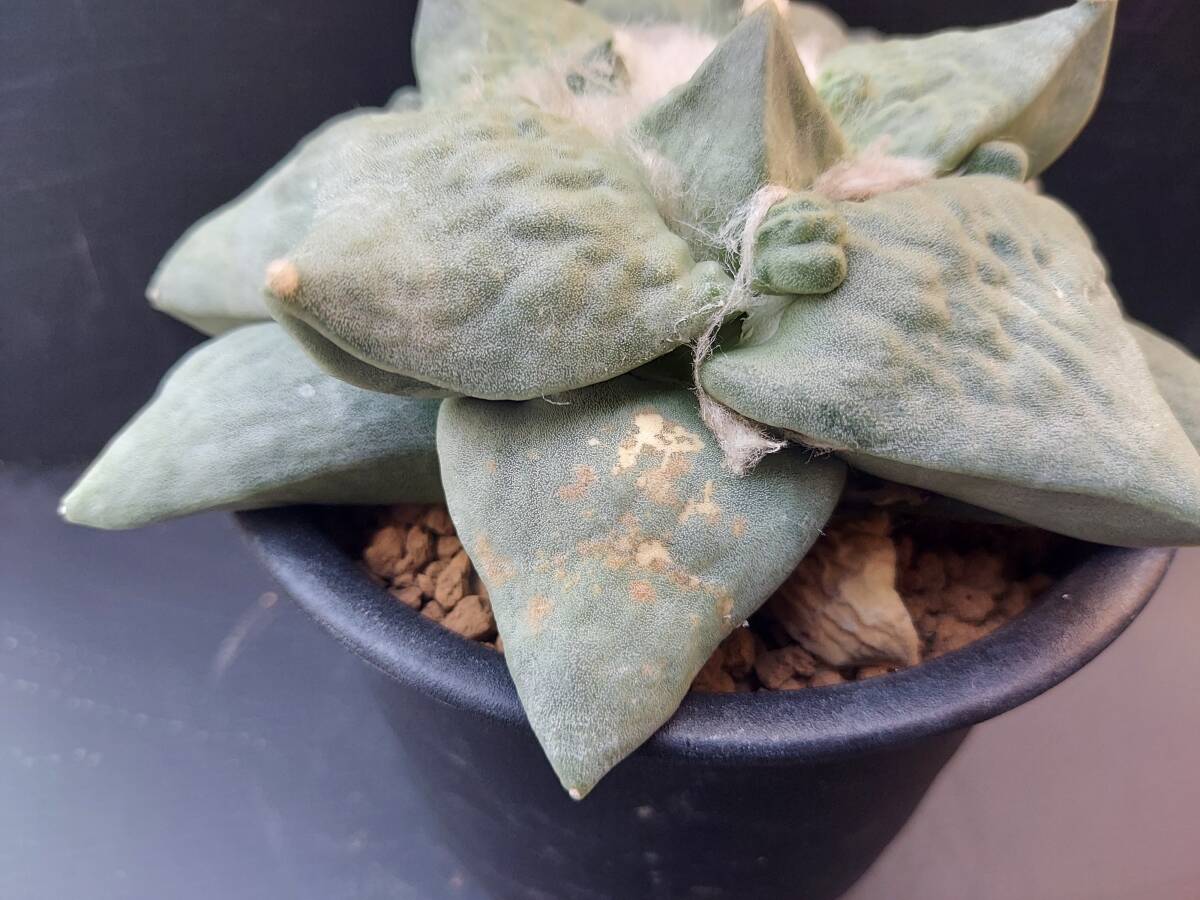 花牡丹　１　　　サボテン_5