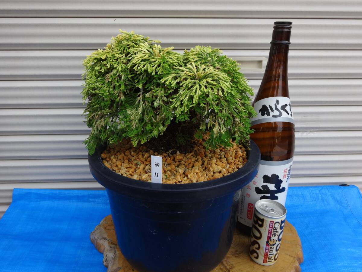 いわひば 銘品《 満月 》25年物 岩松 巻柏 古典園芸植物 イワヒバ 盆栽 いわひば 銘品《 満月 》25年物 岩松 巻柏 古典園芸植物 イワヒバ 盆栽