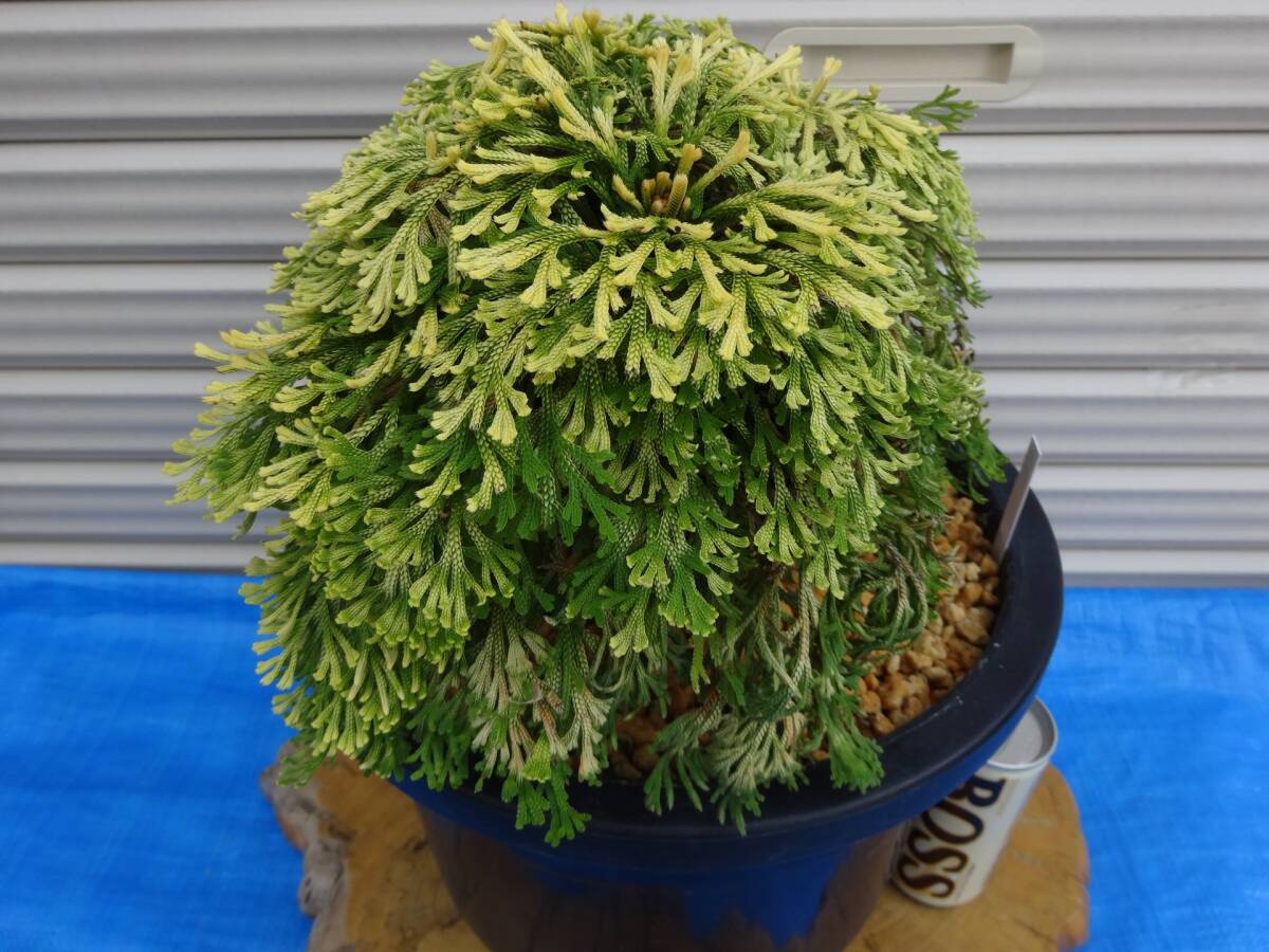 いわひば 銘品《 満月 》25年物 岩松 巻柏 古典園芸植物 イワヒバ 盆栽