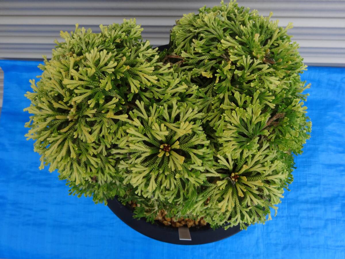 いわひば 銘品《 満月 》25年物 岩松 巻柏 古典園芸植物 イワヒバ 盆栽