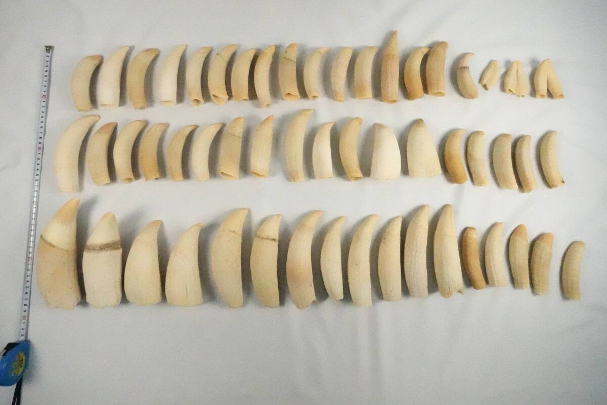 マッコウクジラ 8.856g 8Kg 54本 歯 まとめ セットの入札履歴 - 入札者