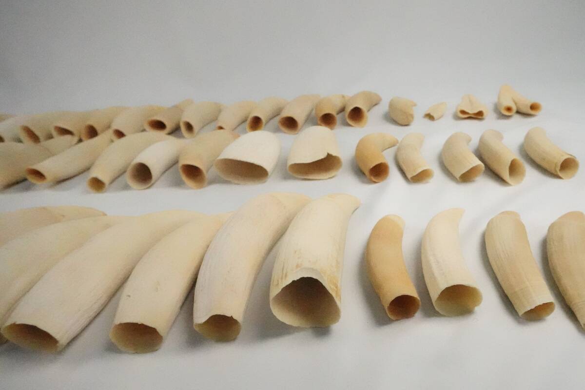 マッコウクジラ 8.856g 8Kg 54本 歯 まとめ セットの入札履歴 - 入札者