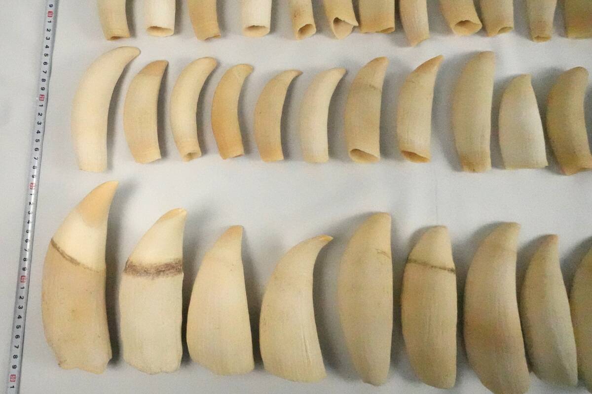 マッコウクジラ 8.856g 8Kg 54本 歯 まとめ セットの入札履歴 - 入札者