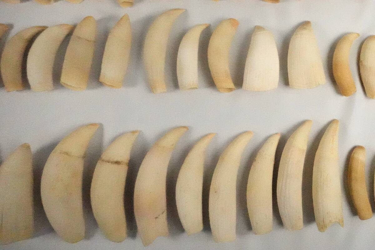 マッコウクジラ 8.856g 8Kg 54本 歯 まとめ セットの入札履歴 - 入札者