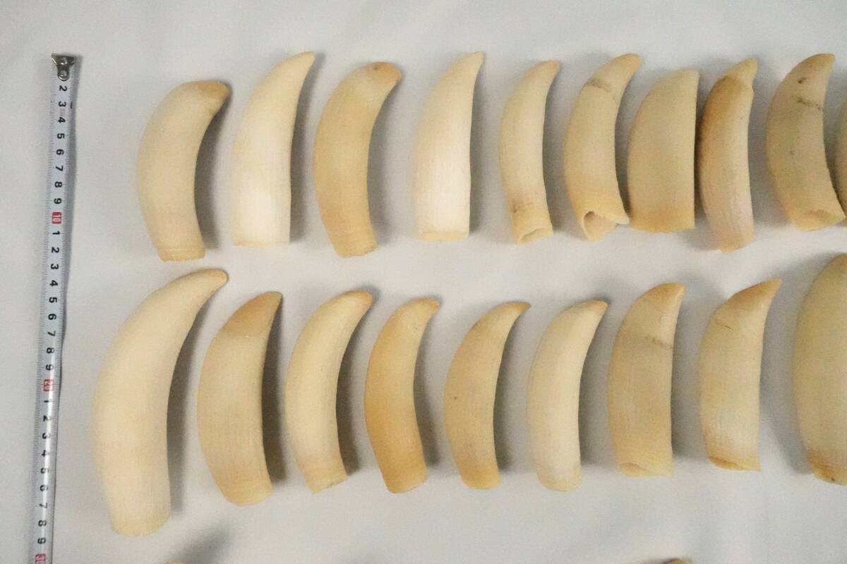 マッコウクジラ 8.856g 8Kg 54本 歯 まとめ セットの入札履歴 - 入札者