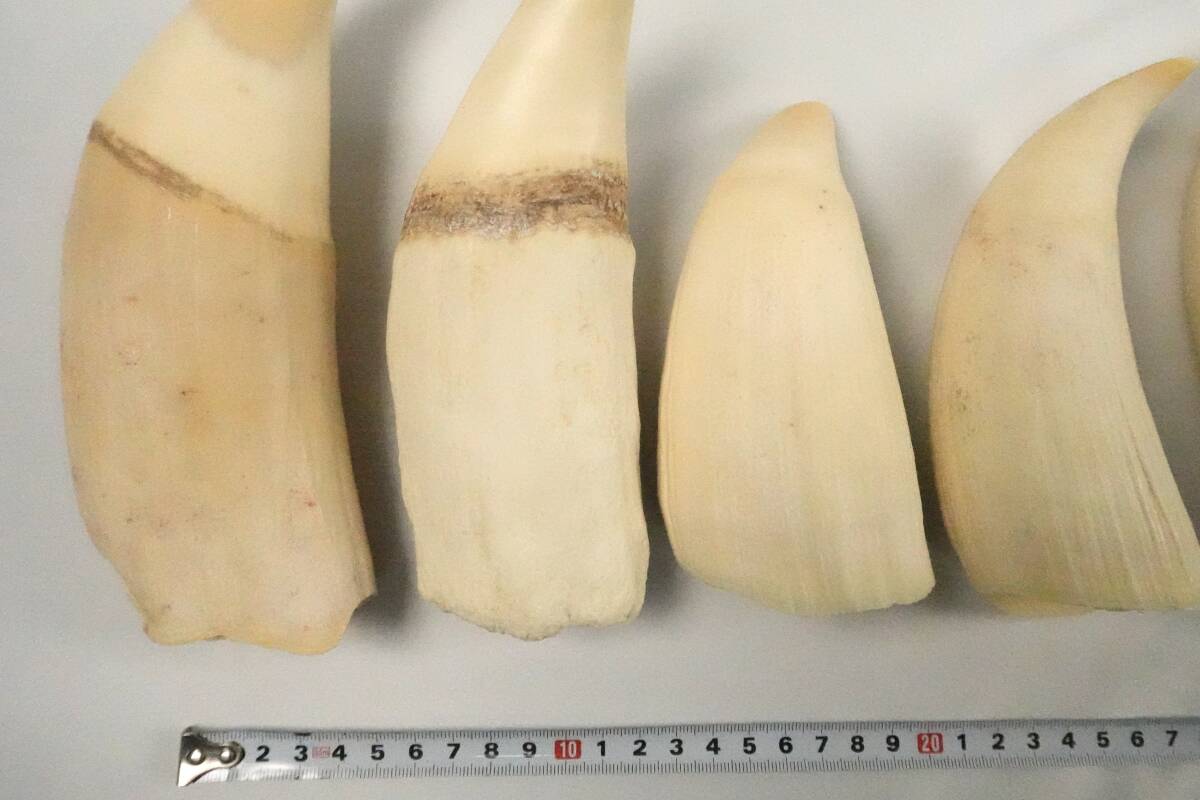 マッコウクジラ 8.856g 8Kg 54本 歯 まとめ セットの入札履歴 - 入札者