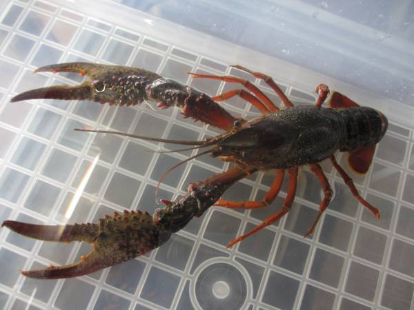 幻夢 巨爪80mmup アメリカザリガニwild その他 売買されたオークション情報 Yahooの商品情報をアーカイブ公開 オークファン Aucfan Com