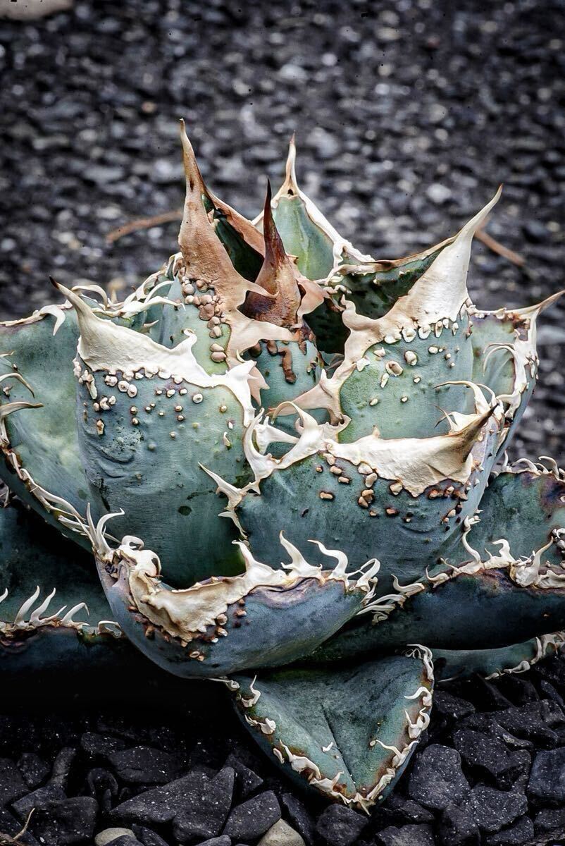 オテロイの情報