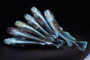 挑戦 再値下げ！これが極上 Ｄ300 Ｓ数2750回28-200m 5／15迄 グラディオの値段と価格推移は？｜609件の売買データから 極上 Anzu